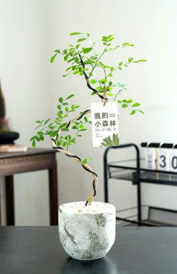 Indoor potted plants，green, 