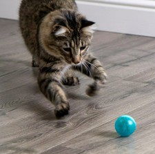 smartykat crazy cruiser