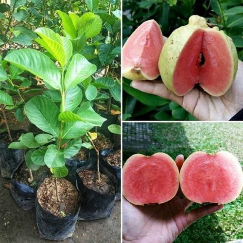 Grafteds Guava Red Sukun Fruit Tree Fast Shipping - Picture 3 of 3