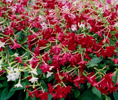 TOBACCO FLOWERING Nicotiana Alata - 2,500 Bulk Seeds