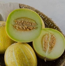 Lemon Drop Honeydew Melon Seeds 10 Organic Seeds RARE *Free Shipping*
