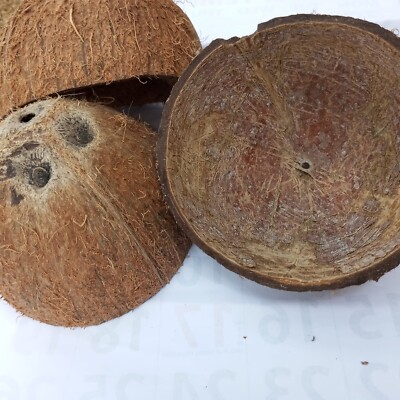 Coconut Shell Halves Ceylon 100% Natural Eco Friendly Pure Organic  1 Shell