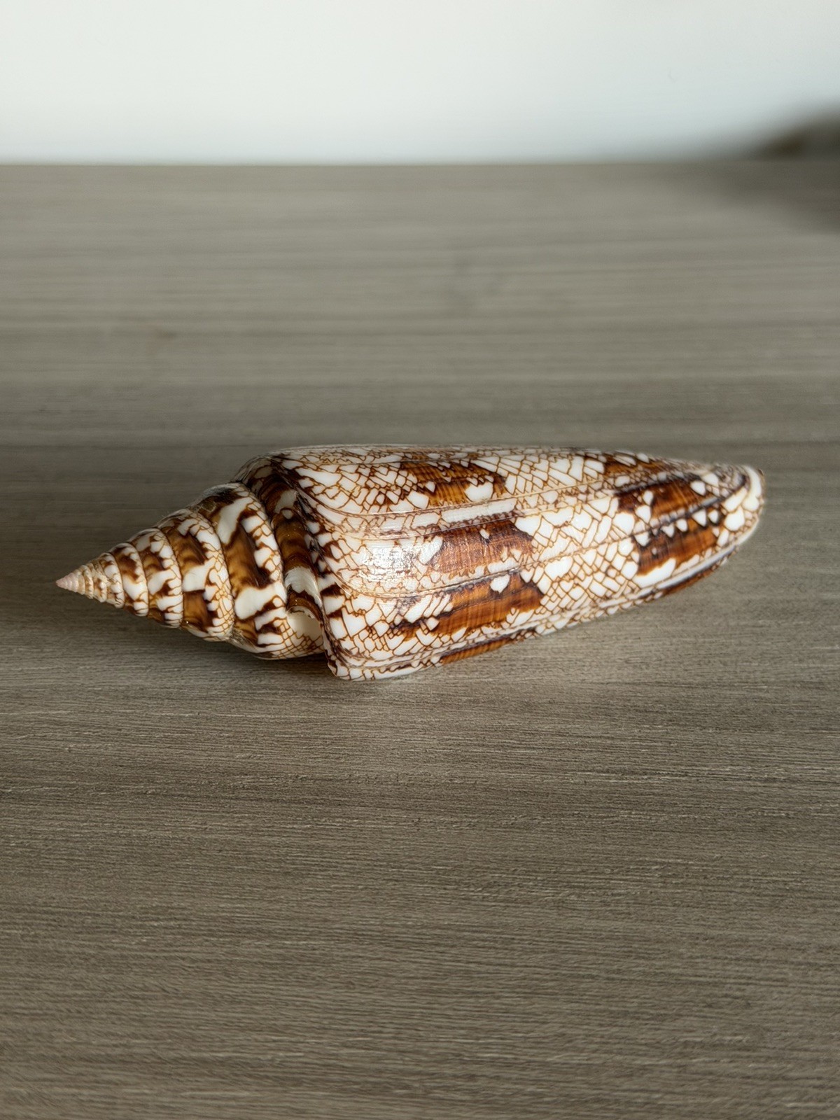 Conus bengalensis, Racha Isl., Thailand, 102 mm, Selected Seashell