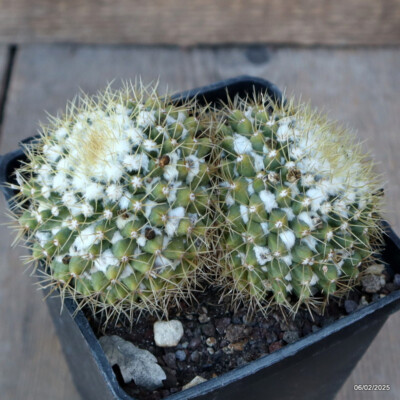 A3756 MAMMILLARIA MARKSIANA pot10-H8-W13 cm MaMa Cactus | eBay
