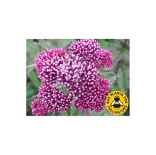 DUTCH AGRIMONY  PINK PERENNIAL REWILDING WILD FLOWER SEEDS -