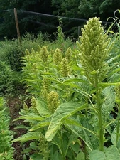 Green Head Amaranth 30 seeds Comb.S/H Beautiful tall flowers -Easy to grow!