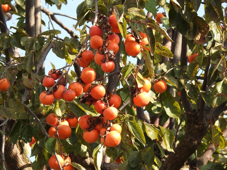 [ N MINT ] Nikon COOLPIX P900 Digital Camera 16MP 83x Zoom English OK From JAPAN - Image 2 of 4