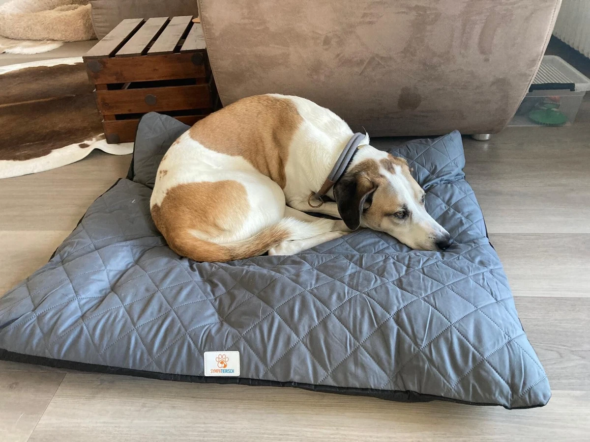 hundefutter gekocht Frisches Hundefutter Rind main image 1