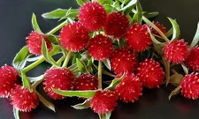 50 Gomphrena Strawberry Fields seeds