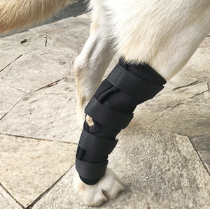 luxating patella brace