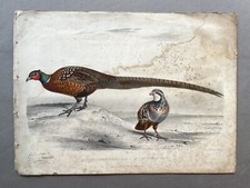 Edouard Traviès, Fasan Common Et Perdrix Rouge, Lithographie Animalière, 19. Jh.