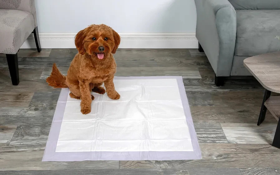 Puppy Dog Cat Training Mat 20 wee poo pads Floor Toilet pee Mats Multi Layered