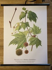 Platane Baum Rollkarte Schulwandkarte 50 cm x 70 cm