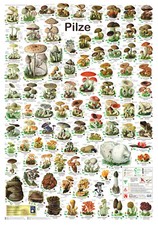 Bio-Poster Pilze