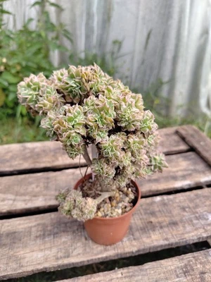 Aeonium "Sunburst" cristata big lovely succulent pot8cm wysiwyg - Photo 1/4