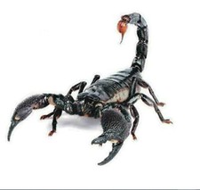 Adesivo Auto SCORPIONE 3D Sticker Portafortuna moto scooter tuning15,5x14cm