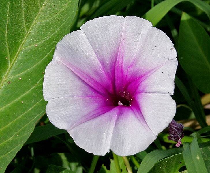 Graines Ipomoea Aquatica de patate aquatique pour réussir vos cultures en terreau saturé d'eau