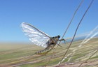 Foto 15 di 24