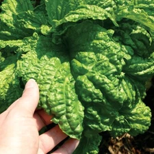 50+ Organic Lettuce Leaf Basil Seeds, FREE SHIPPING