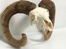 Collectible Ram Skull With Large Curled Horns