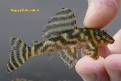 L199 COLOMBIAN ZEBRA PLECOS! BEAUTIFUL LIVE FISH WC 6-8 CM | eBay