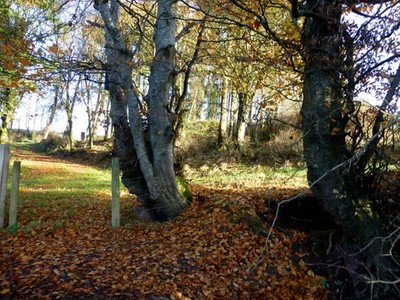 Photo 6x4 Trees and fallen leaves, Tattyreagh Glebe Blackfort Pictured be c2016