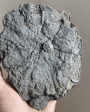 Natural Devonian prehistoric Jurassic biota crinoids Fossils
