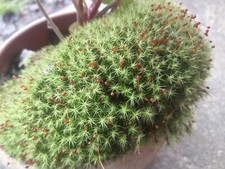 LIVE Moss Assortment Gallon Bag Variety of Mosses for Garden/Terrarium only 10 