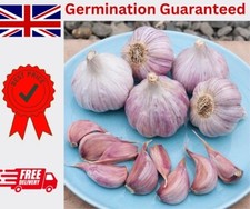50x Garlic Cloves For planting Now 'Early Purple Wight' Hardy From Bulb Cheap