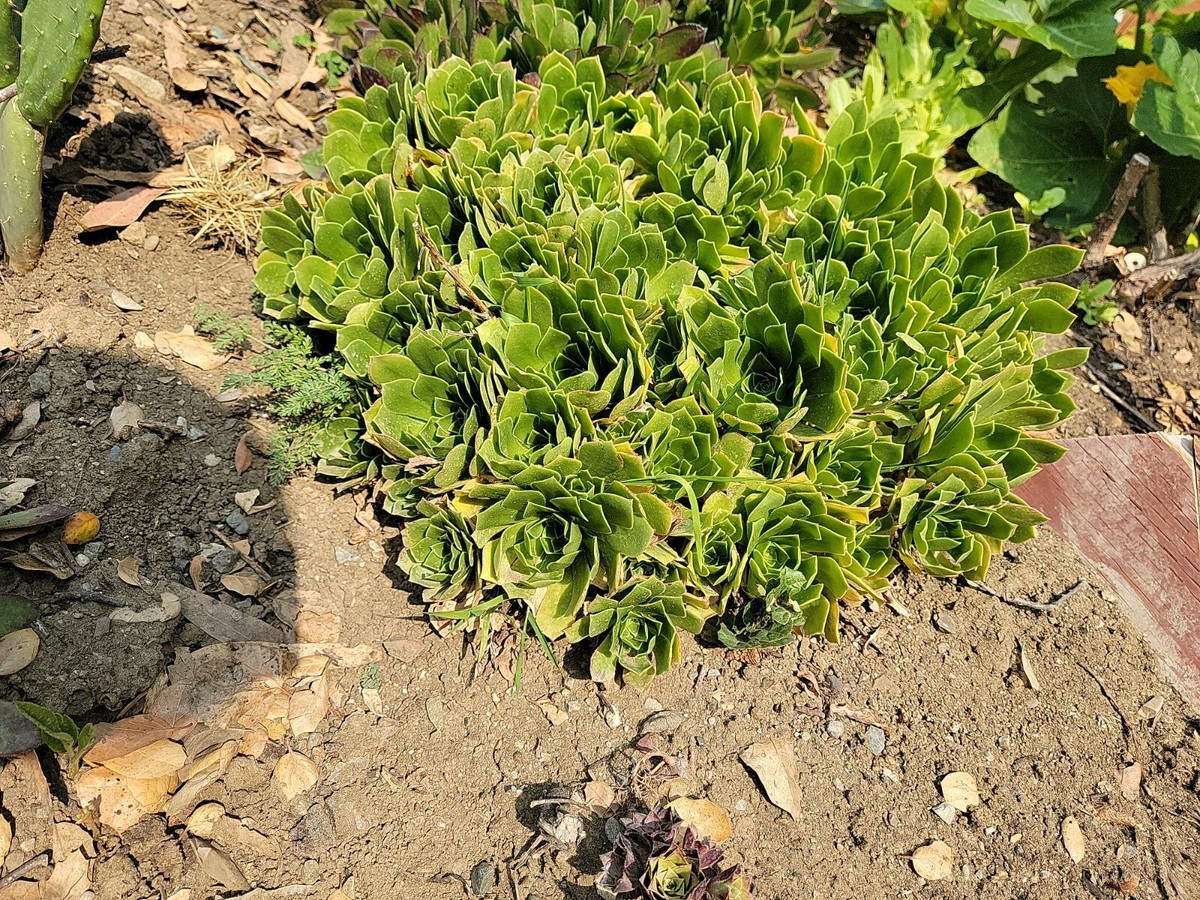 pine succulent Crassula tetragona 'Miniature Pine Tree'