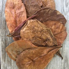 25 DRY Leaves Terminalia catappa ORGANIC sea beach tropical Indian ALMOND LEAF