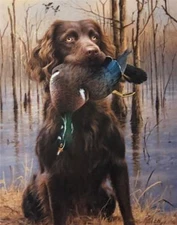 James Killen Top Dog Boykin Wood Duck S/N Art Print