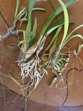 Orchid Plant  5 mixed   not perfect bare root no tag cat den onc specie etc