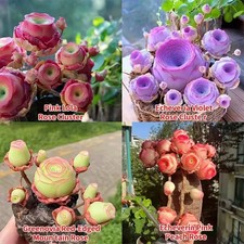 About 1000Pcs Mountain Rose Fleshy Seeds Potted Flower Seeds
