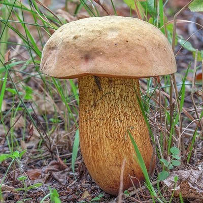 Boletus luridus Lurid Bolete Dry Grain Mycelium Worldwide Delivery 72