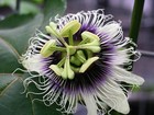 Passiflora edulis Long Gold | 10 Seeds