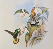 John Gould BUFF TAILED Hummingbirds Vintage Art Print Bookplate 85