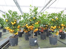 Calamondin Stamm Orange Citrus