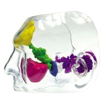 Sinus CLEAR Face Anatomical Model GPI LFA 2851 SEE VIDEO Make Us an Offer