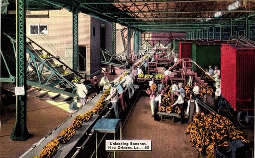Postcard unloading bananas, New Orleans, Louisiana
