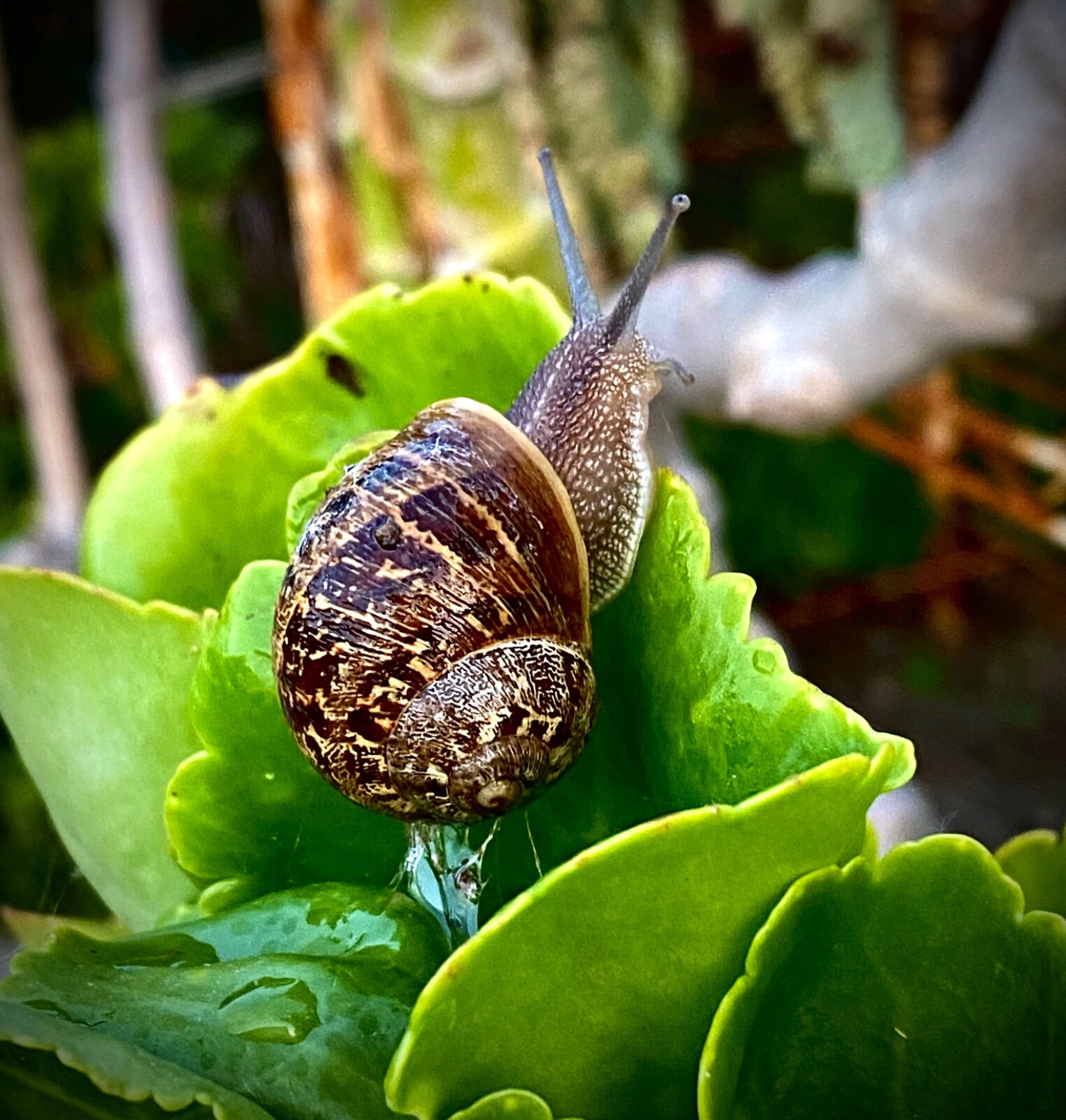 2 Live Pet Land Snails Garden Snails Great For Educational Use