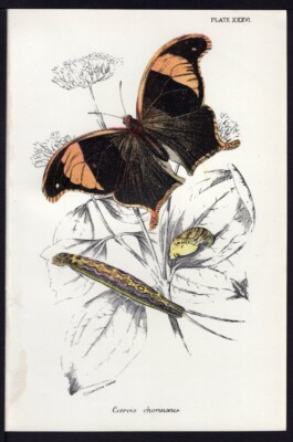 1896 Kirby  Antique Color Butterfly & Caterpillar Print Coerois Corinaeus