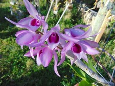 Dendrobium anosmum Pink Bloom size Mounted driftwood SPECIES LARGE PLANT