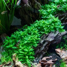 Staurogyne Repens Live Aquarium Plant Bare Root Easy Carpet Plant
