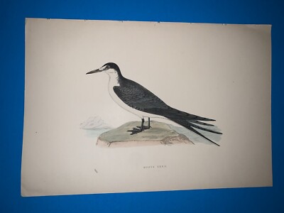 morris birds antique print 1870- sooty tern-decor RARE good condition