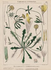 Dornlattich Launaea Fiore Botanica Pianta Litografia