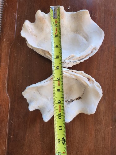 Huge Giant Tridacna Squamosa Matched Pair Clam Shells Seashells Ruffles ...