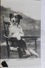 Comic Cartoon Where's The Waiter Dog Puppy Postcard Old Vintage Card View Postal
