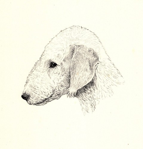 Antique Bedlington Terrier Print 1935 Wardle Dog Art Illustration CFW 5916g
