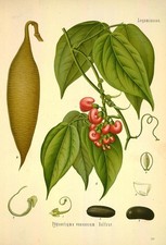 Physostigma venenosum Balfor,Schöne Grafik nach der Vorlage von 1887 